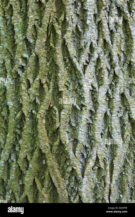 norway maple bark picture